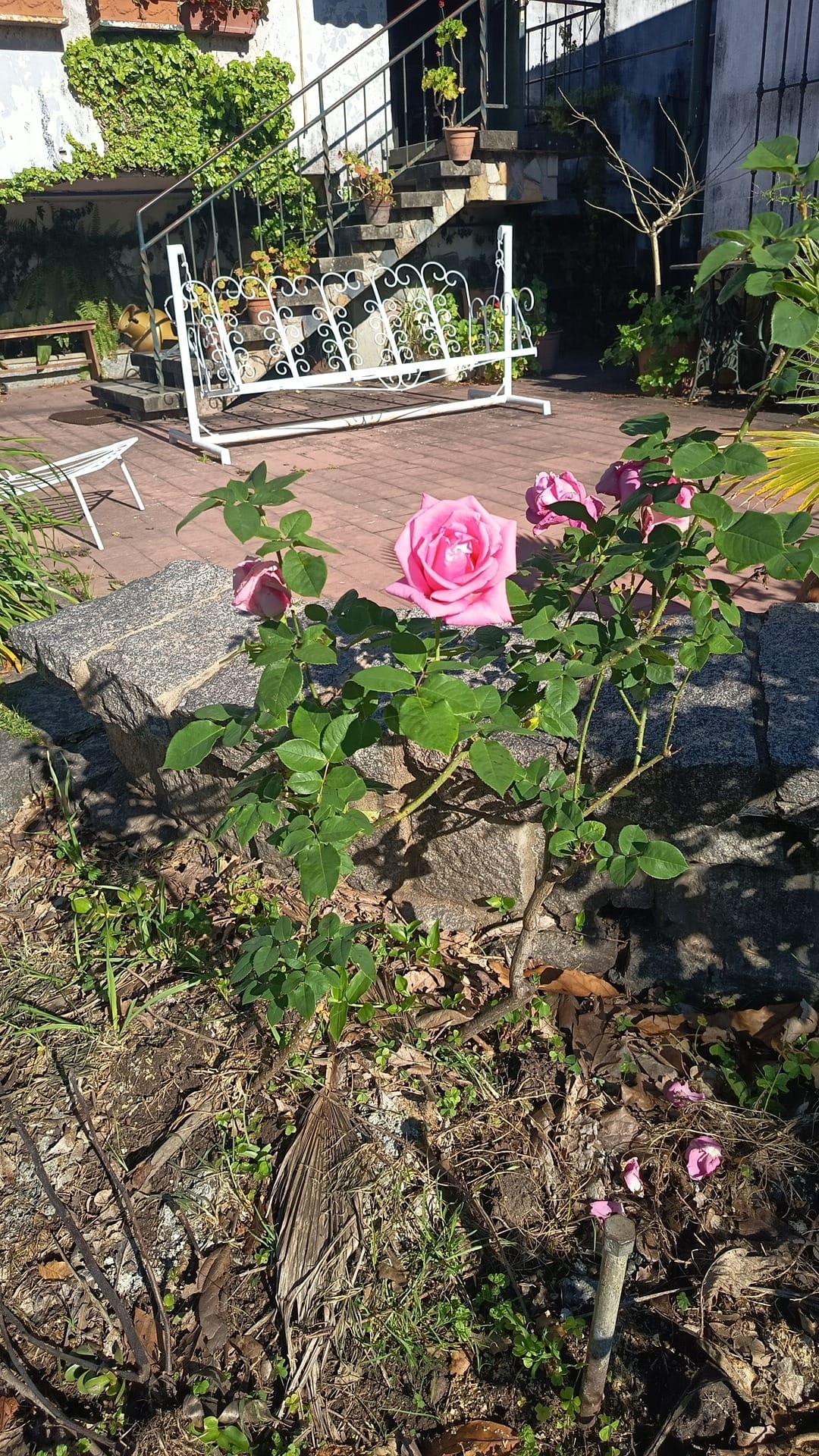 Jardín de CasaGrande con buganvilla y flores de colores