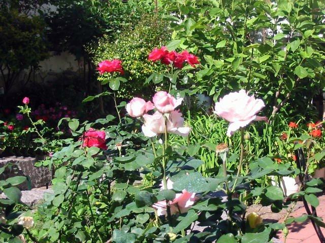 Glorieta de rosas trepadoras sobre el patio del jardín