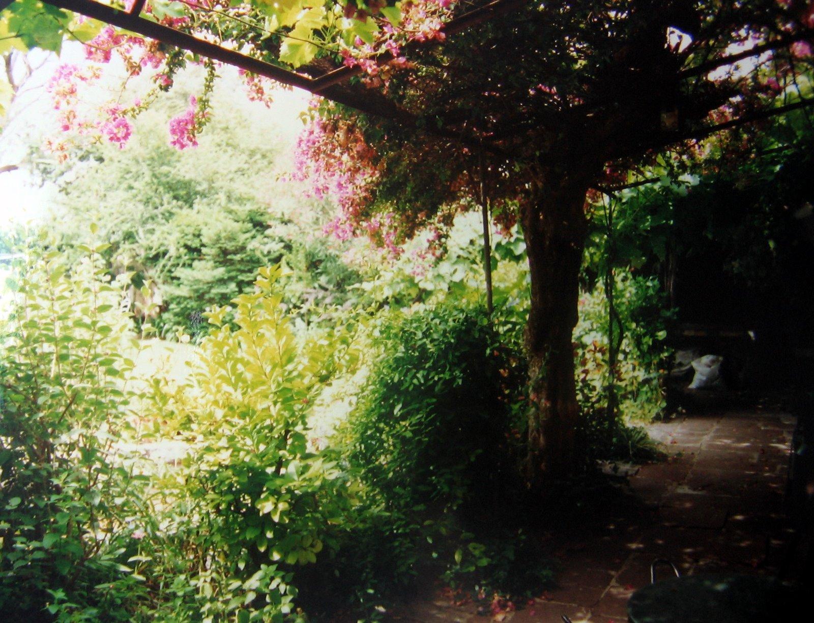 Pérgola cubierta de buganvilla junto al camino del jardín