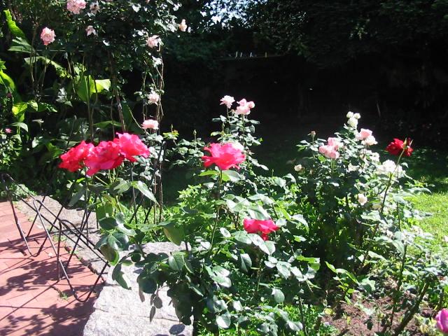 Rosas rojas y rosadas junto a salvias moradas en el jardín