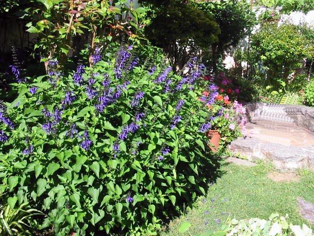 Cantero con salvias azules junto a un banco de piedra en el jardín